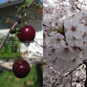 prunus-cerasus-romeo-biologique