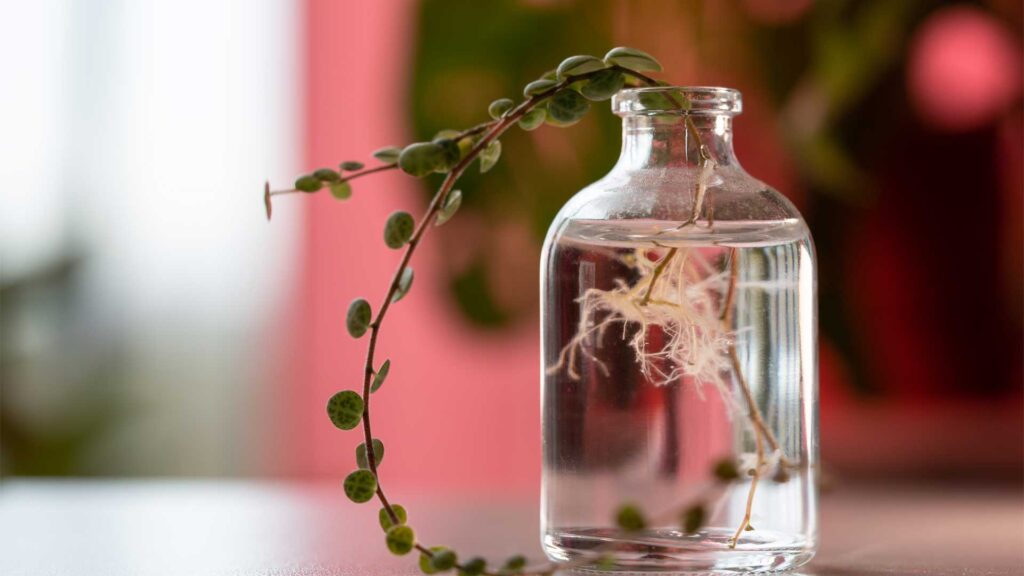 raciner-bouture-dans-leau