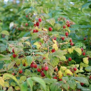 rubus-idaeus-boyne-biologique