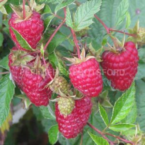 rubus-idaeus-caroline-biologique