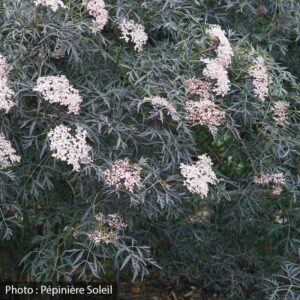 sambucus-nigra-black-lace-pw