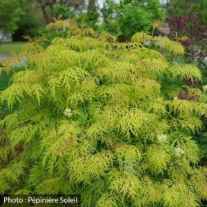 sambucus-racemosa-lemony-lace-pw