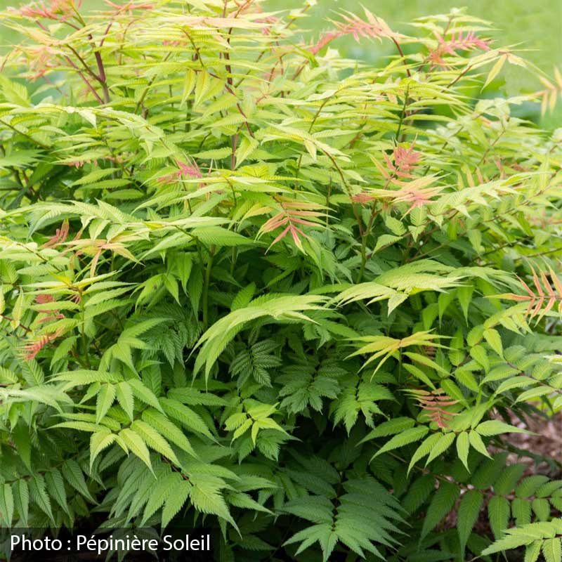 sorbaria-sorbifolia-cherry-on-top-be