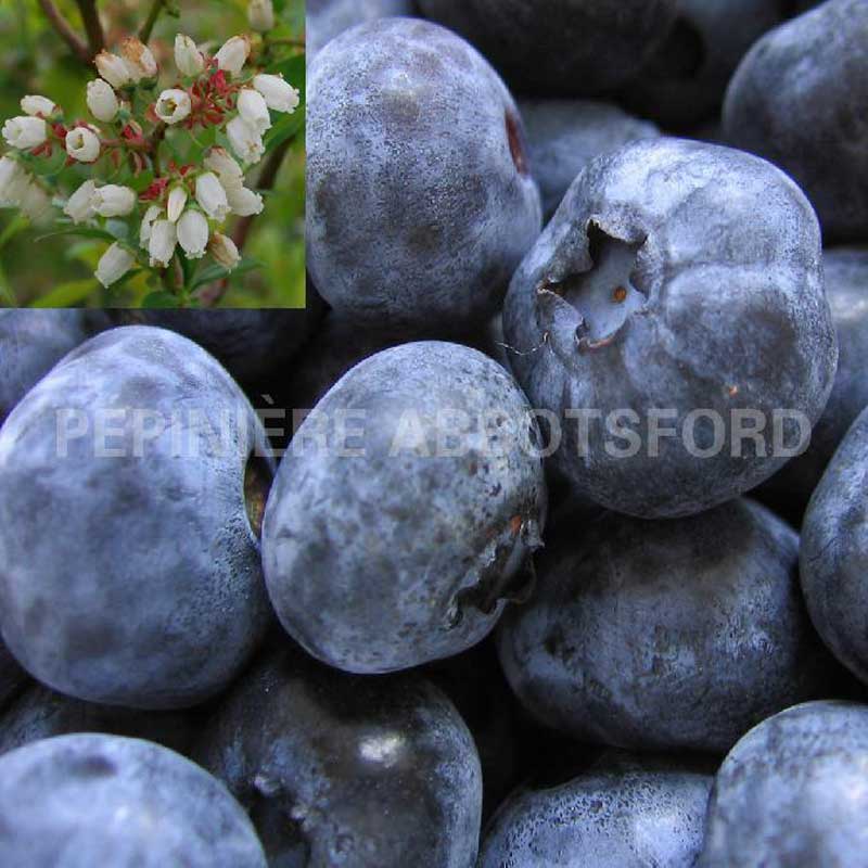 vaccinium-corymbosum-elliott-biologique