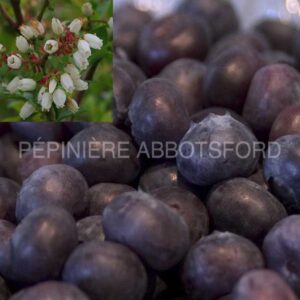 vaccinium-corymbosum-northblue-biologique