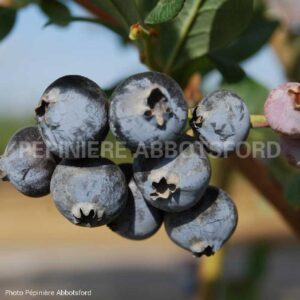 vaccinium-corymbosum-northland-biologique