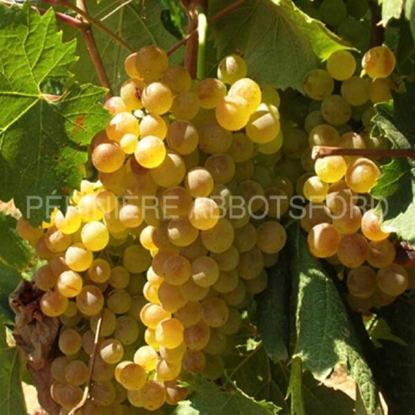 Vitis Riparia 'prairie Star' - Fred Lamontagne inc.