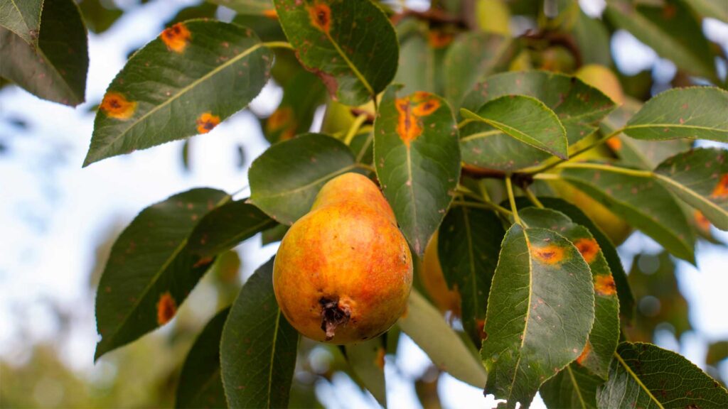 prevention-au-jardin-lhuile-de-dormance-et-la-bouillie-soufree-en-action