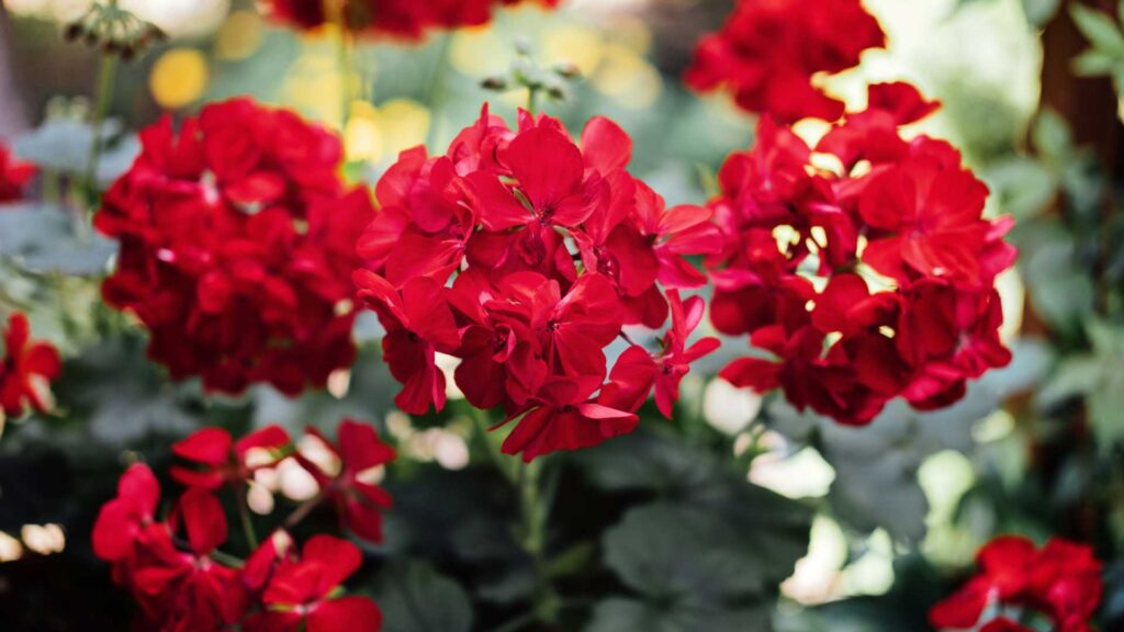 plantes-annuelles-tout-savoir-pour-une-floraison-spectaculaire