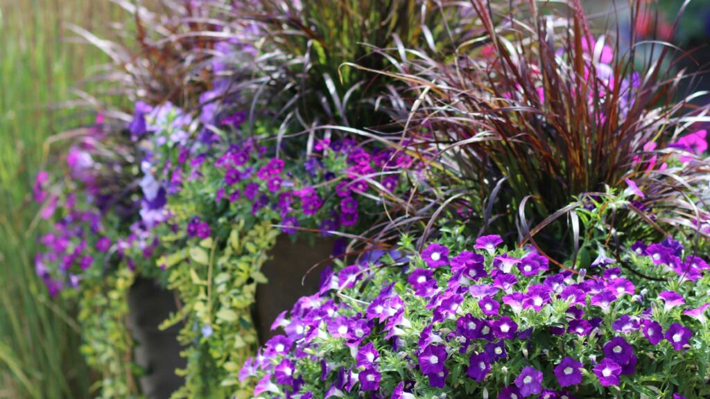 selection-des-plantes