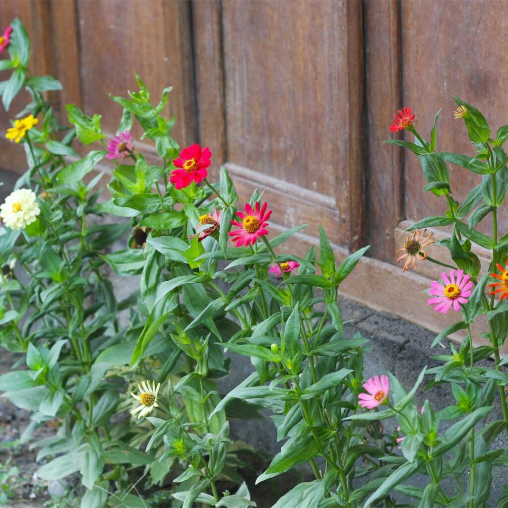zinnias