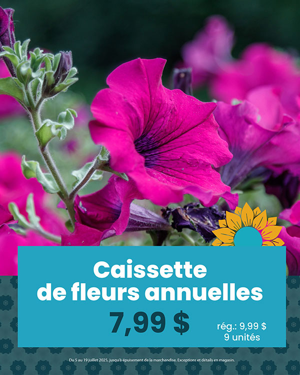 promo-caissettes