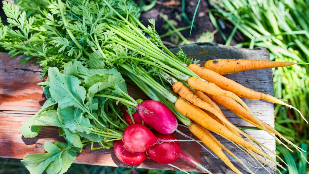 semis-successifs-pour-recolter-encore-et-encore