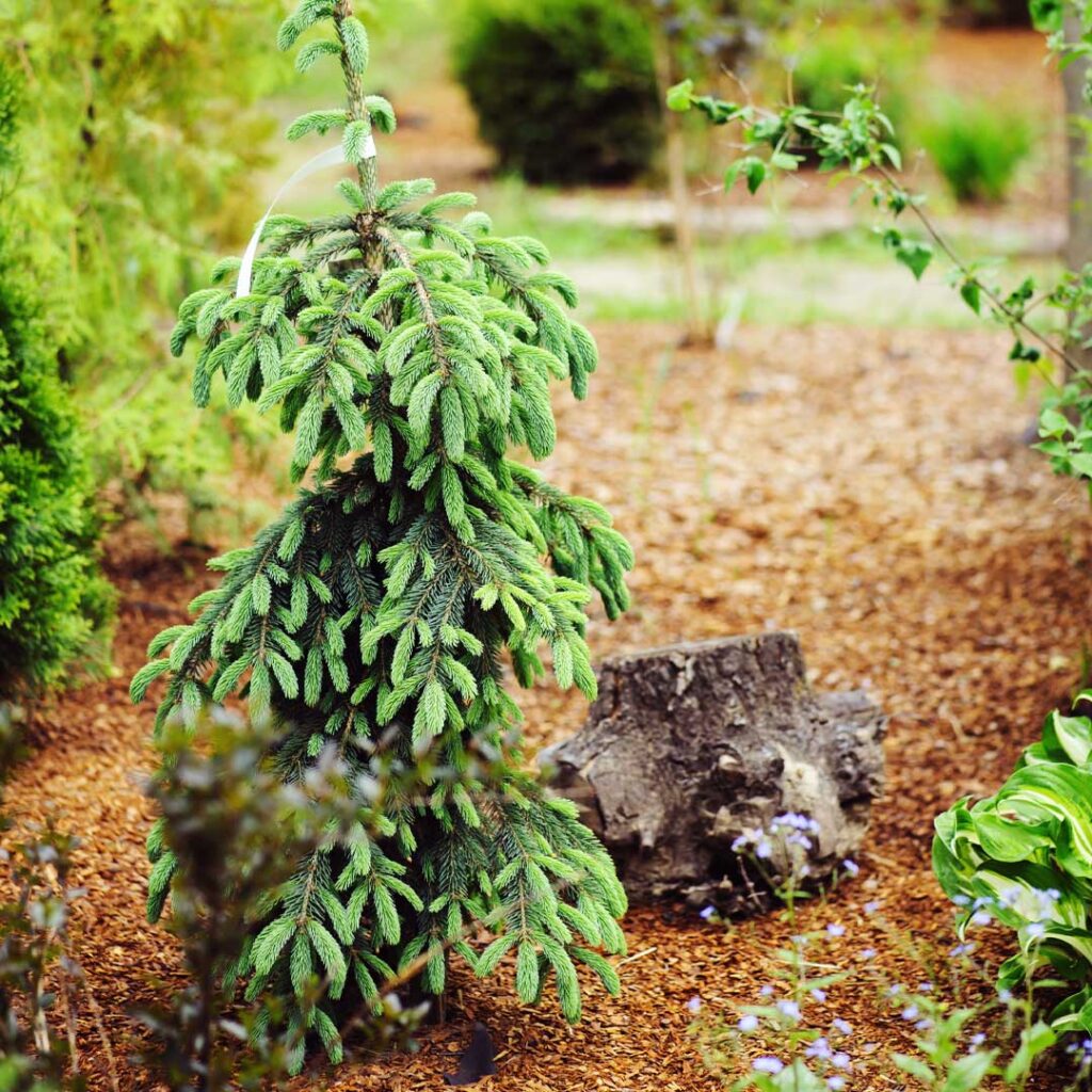epinette-blanche-pleureuse