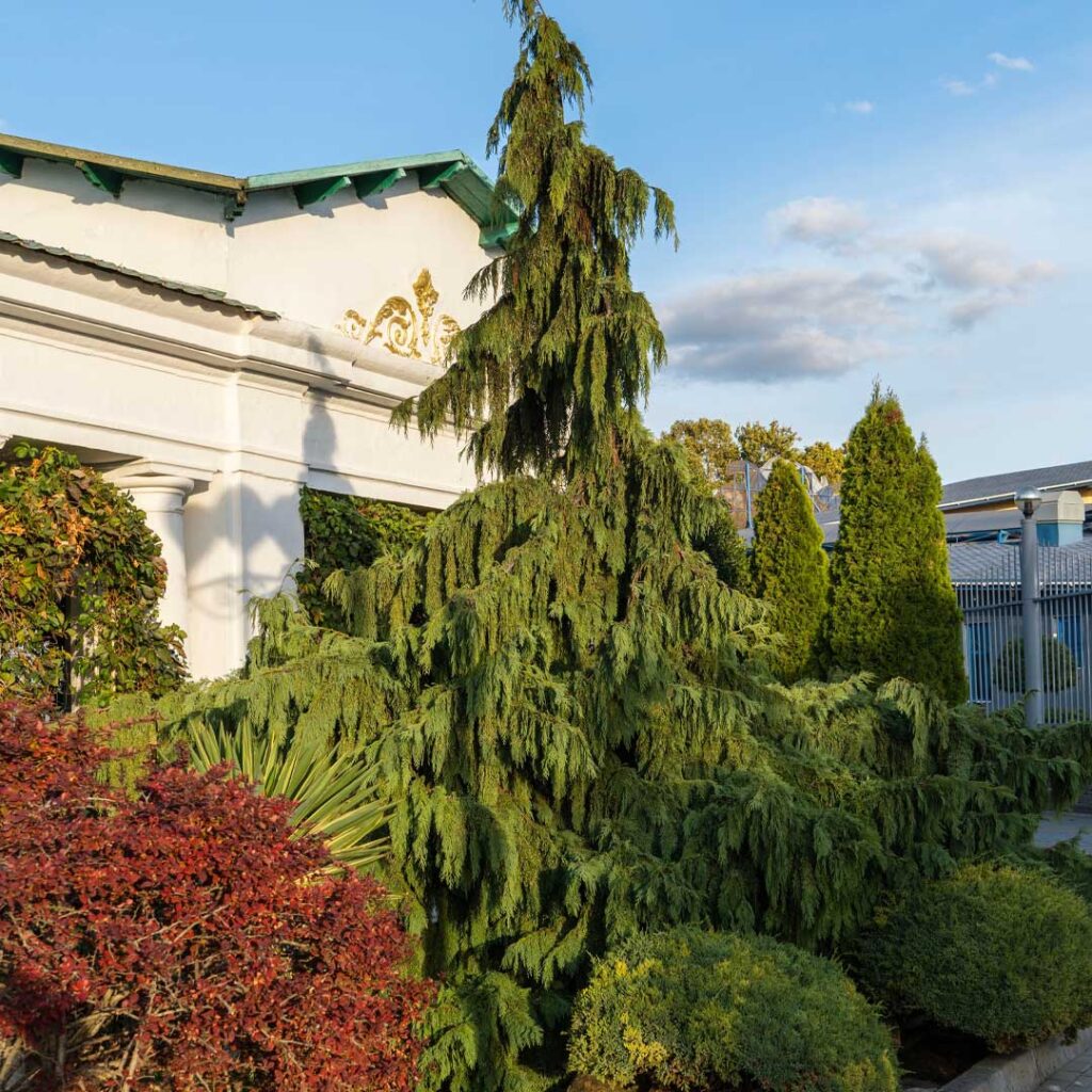 faux-cypres-pleureur