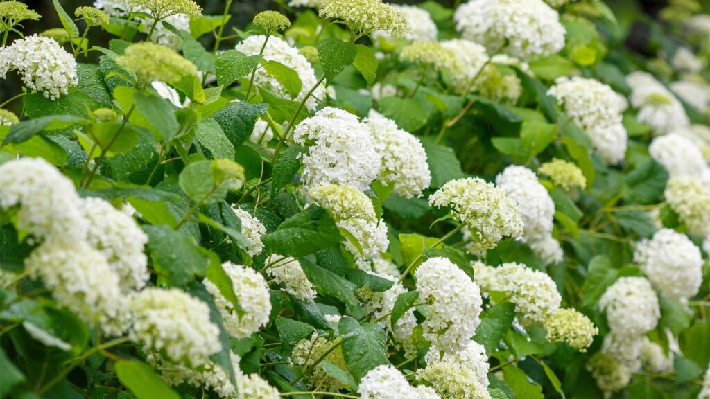 hydrangee-arborescentes