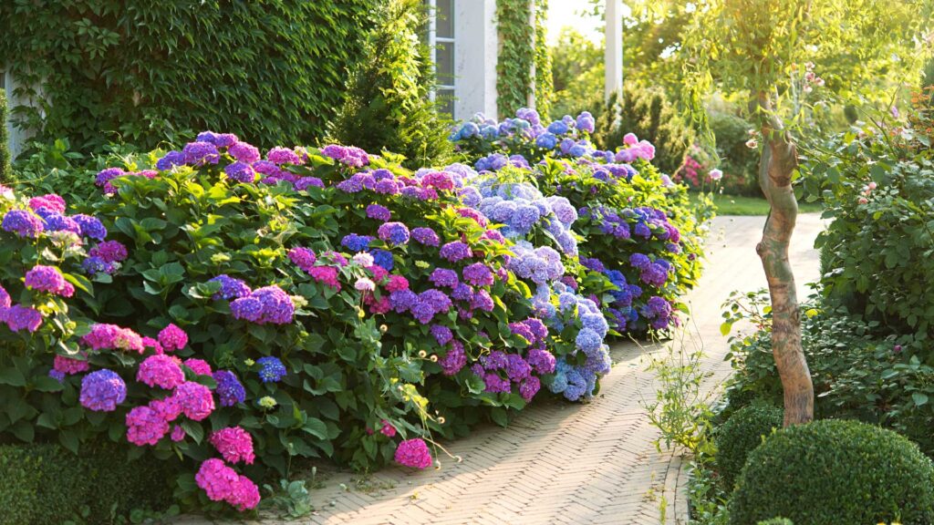hydrangee-hortensia