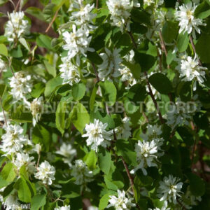 amelanchier-alnifolia-standing-ovation-obelisk