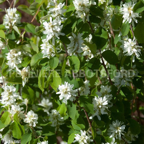 amelanchier-alnifolia-standing-ovation-obelisk