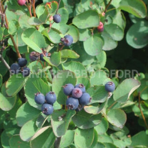 amelanchier-thiessen