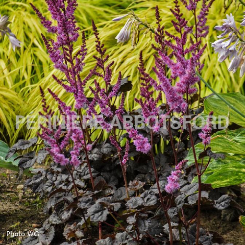 astilbe-dark-side-of-the-moon