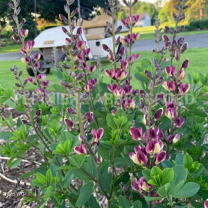 baptisia-grape-escape