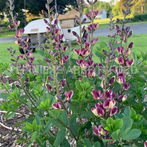 baptisia-grape-escape