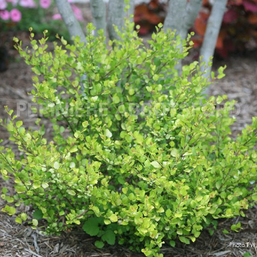 betula-cesky-gold-pw