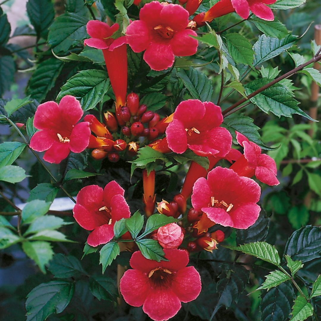 campsis-radicans-flamenco