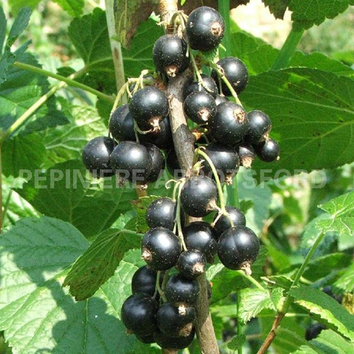 cassissier-ben-tirran