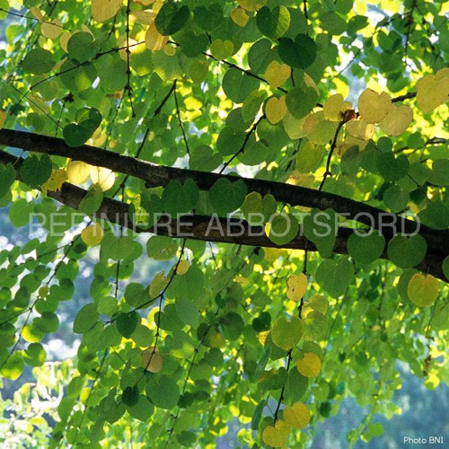 cercidiphyllum-japonicum-hannas-heart