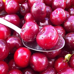 cerisier-crimson-passion-auto-f-arbuste