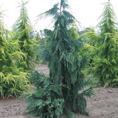 chamaecyparis-nootkatensis-glauca