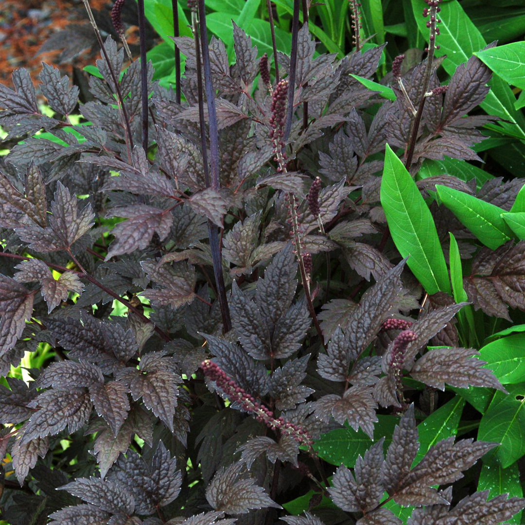 cimicifuga-simplex-black-negligee-actaea