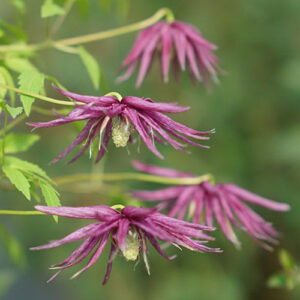 clematis-macropetala-sparky-purple