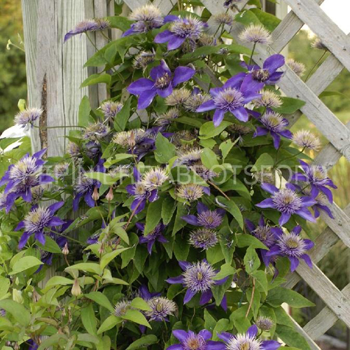 clematis-multi-blue