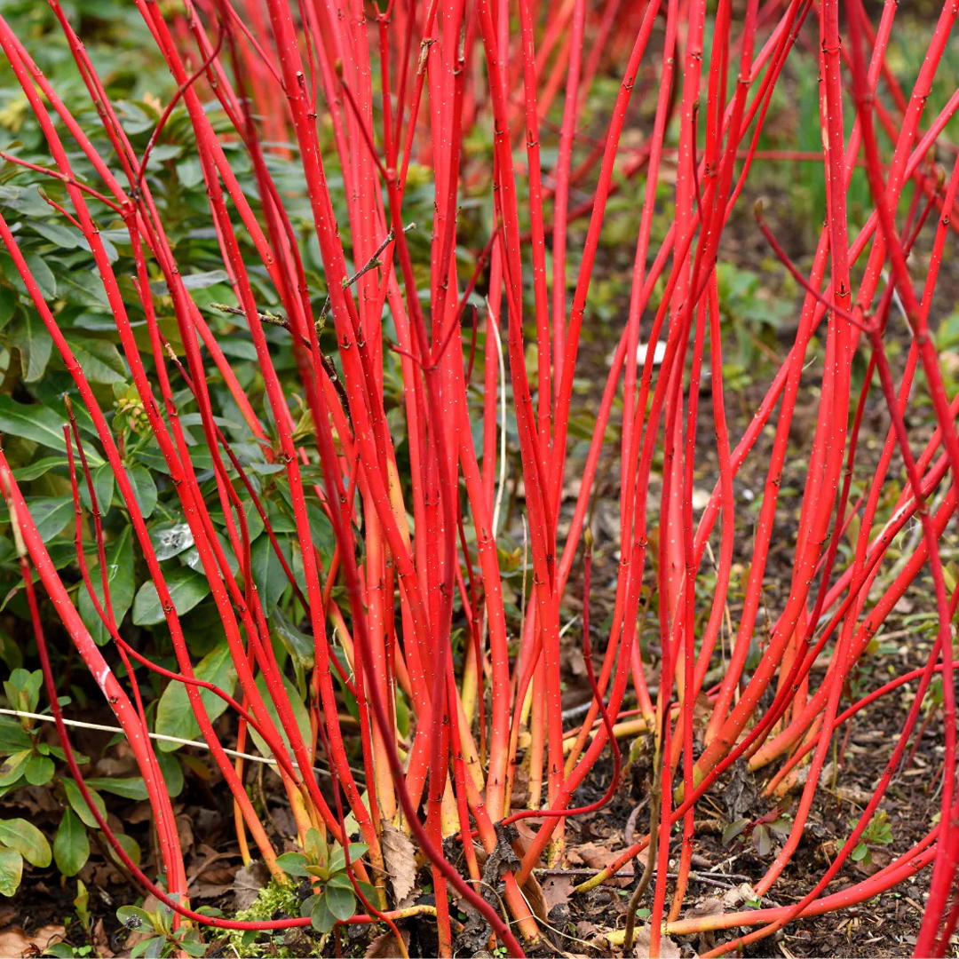cornus-stolonifera-arctic-fire-red