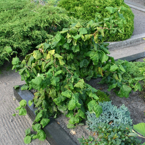 corylus-avellana-contorta