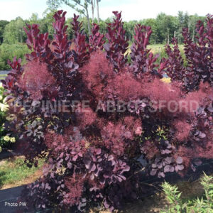 cotinus-coggygria-winecraft-black