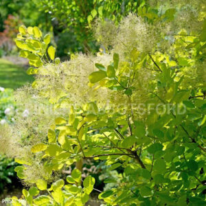 cotinus-winecraft-gold-pw