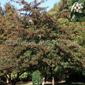 crataegus-crus-galli-inermis