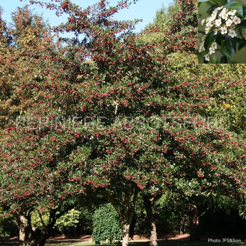 crataegus-crus-galli-inermis