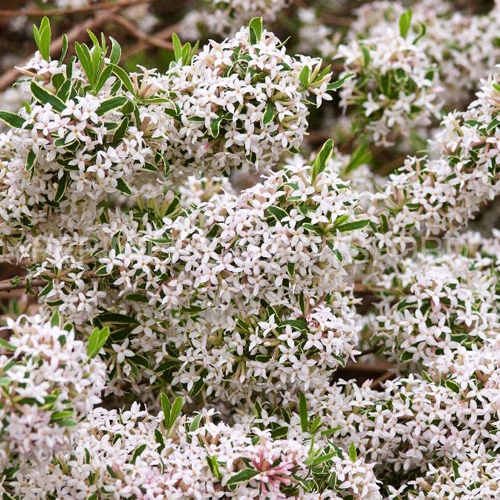 daphne-burkwoodii-carol-mackie