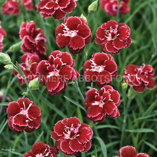 dianthus-black-cherry-frost