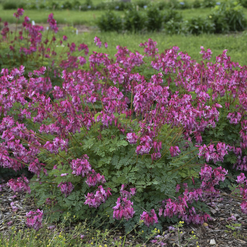 dicentra-pink-diamonds