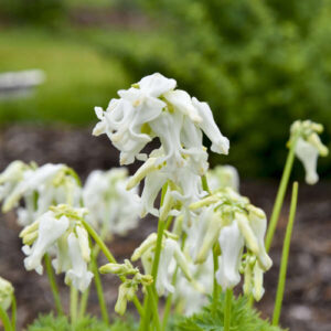 dicentra-white-diamonds