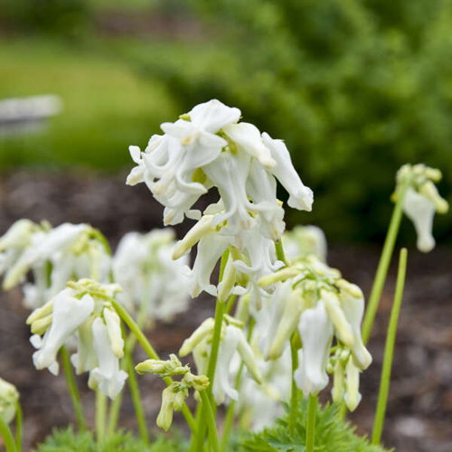dicentra-white-diamonds