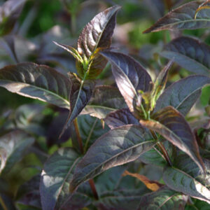 diervilla-kodiak-black