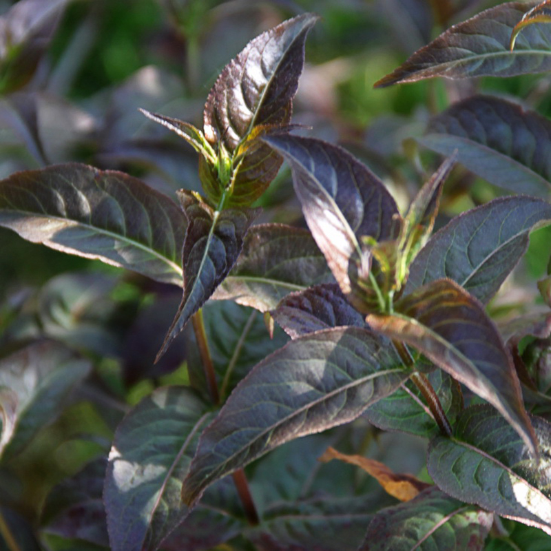 diervilla-kodiak-black