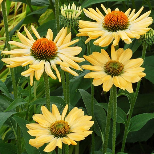 echinacea-aloha
